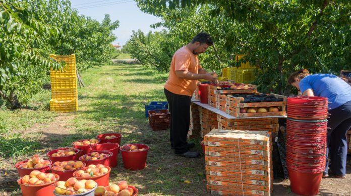 Χαμηλώνει τον πήχη για τα φετινά συμπύρηνα η ΕΚΕ