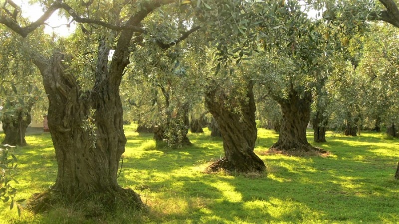 siteia-ypovoli-aitiseon-apo-ton-elga-gia-chorigisi-enischysis-paragogon-pou-zimiothikan-93747