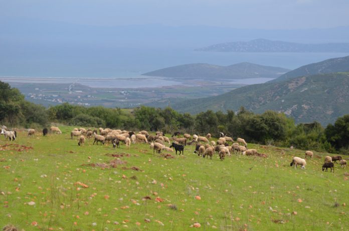 Η Ομοσπονδία των Θεσσαλών κτηνοτρόφων ζητάει de minimis και στους πεδινούς Η Ομοσπονδία των Θεσσαλών κτηνοτρόφων ζητάει de minimis και στους πεδινούς