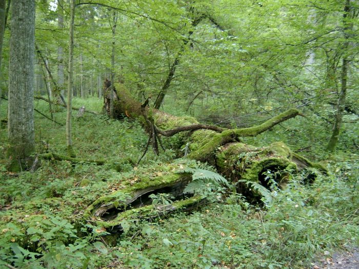 sto-edolio-tou-evropaikou-dikastiriou-i-polonia-gia-to-bialovieza-93120