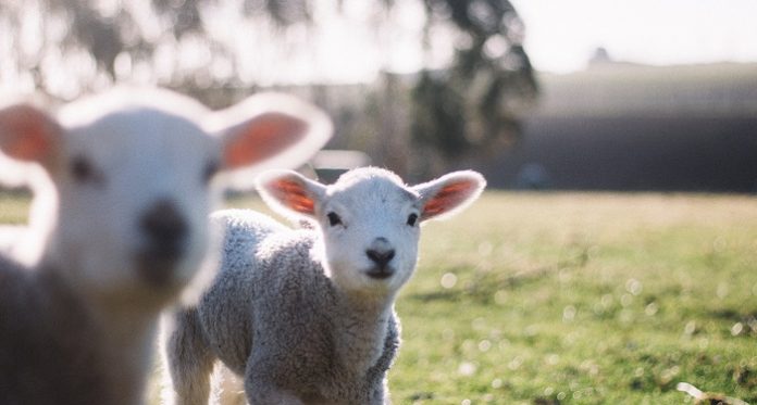Σύστημα τροφοδοσίας ακριβείας σε πρόβατα για τη μείωση του κόστους των ζωοτροφών