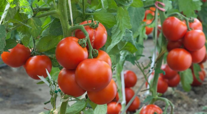 Υπαίθρια ντομάτα: Ελληνοποιήσεις και tuta absoluta οδηγούν σε μείωση της καλλιέργειας