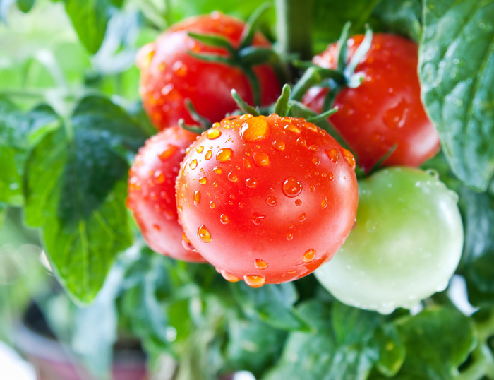 Την τελευταία τριετία ολοένα και μειώνονται οι καλλιεργήσιμες εκτάσεις υπαίθριας ντομάτας, ενώ την ίδια στιγμή αυξάνονται οι εισαγωγές.