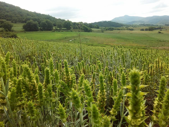 tsai-tou-vounou-fyto