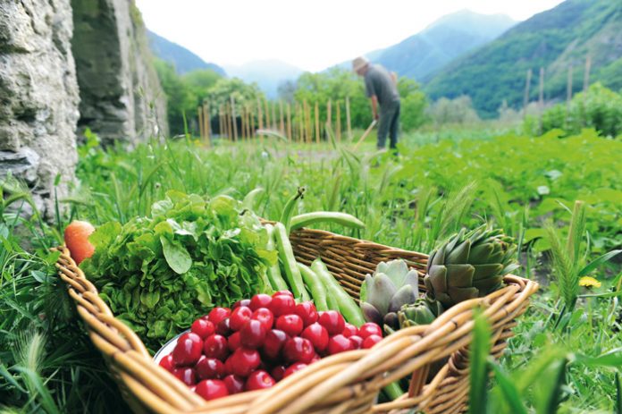 viologiki-georgia viologiki-georgia