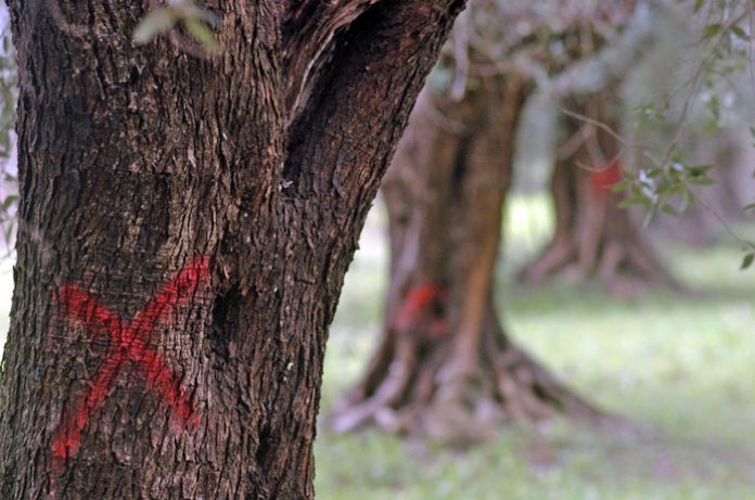 xylella-fastidiosa-antimetopisi