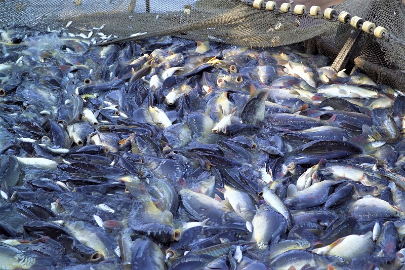 ΥΠΑΑΤ: Με 118 εκατ ευρώ ενισχύεται ο κλάδος της αλιείας, υδατοκαλλιεργειών και μεταποίησης αλιευτικών προϊόντων