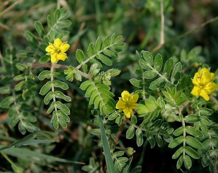 Tribulus-terrestis