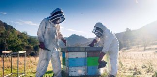 Επιστολή προέδρου Ο.Μ.Σ.Ε στον Αποστόλου για τη μη ένταξη μελισσοκόμων στα σχέδια βελτίωσης