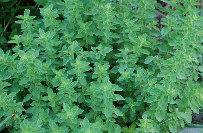 apostaktirio-aromatikon-schediazoun-paragogoi-tou-evrou-to-fthinoporo-94671