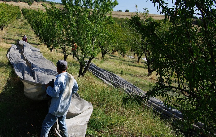 amygdalo-meiomeni-paragogi-chamili-timi-96020