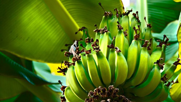 banana banana