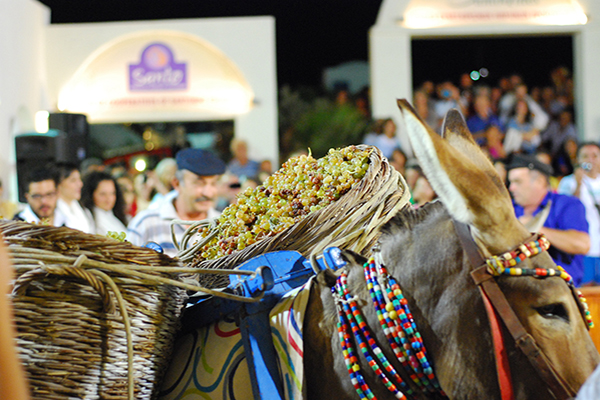 Με μεγάλη επιτυχία πραγματοποιήθηκε η Γιορτή της Βεντέμας στη SantoWines