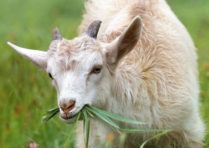 goat-lamb-little-grass-144240 10 ευρώ την ημέρα δίνει ο Δήμος Χίου για όσους φιλοξενούν αδέσποτες… κατσίκες