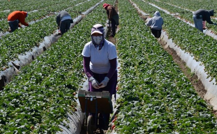ΗΠΑ: Μειώνεται η παράνομη αγροτική εργασία