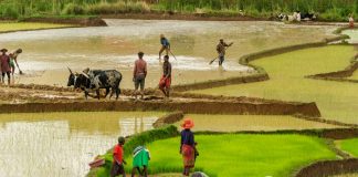 Η αγροτική κρίση της Αφρικής
