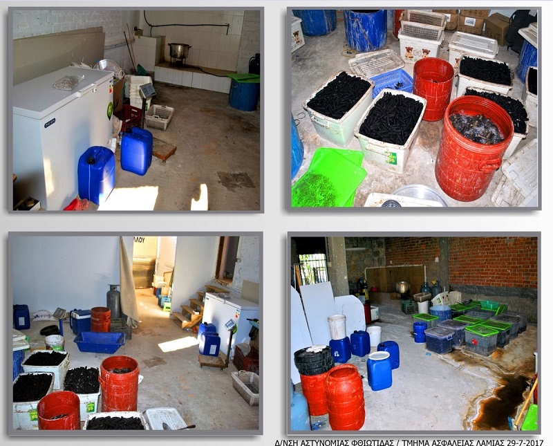 Κινέζοι ψάρευαν παράνομα τον Μαλιακό «αγγούρια της θάλασσας» που πωλούνται 1.000 ευρώ το κιλό