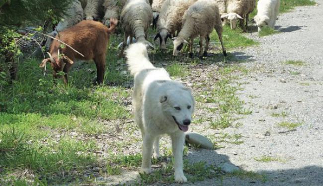 Κυνηγοί VS κτηνοτρόφοι: Παύσατε πυρ αμφότεροι