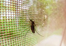ΠΕ Αττικής: Προληπτικά μέτρα αντιμετώπισης των κουνουπιών