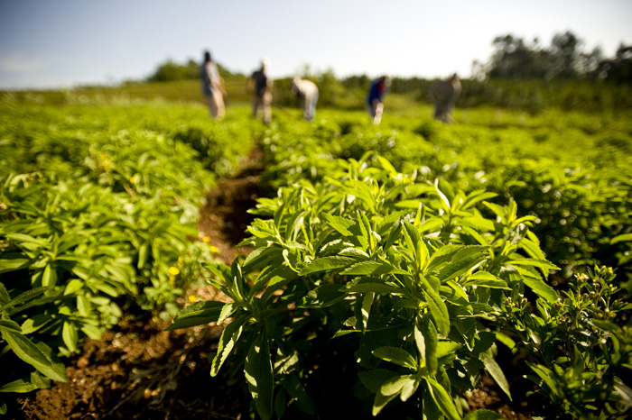 oi-protoporoi-tis-evropis-kalliergoun-stevia-94297
