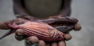 Δωρεάν διάθεση αλιευμάτων σε Αιγάλεω και Πέραμα από τον ΣΑΣΕΛ και το ΥΠΑΑΤ