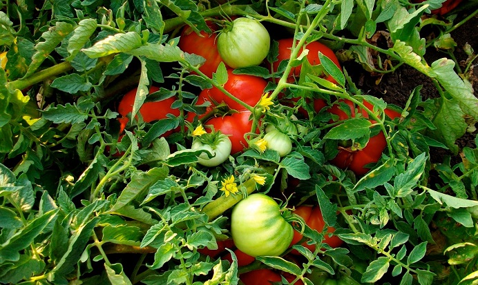 Βιομηχανική ντομάτα: Βελτιωμένη η εικόνα στην Ηλεία, προβληματισμός στη Θεσσαλία