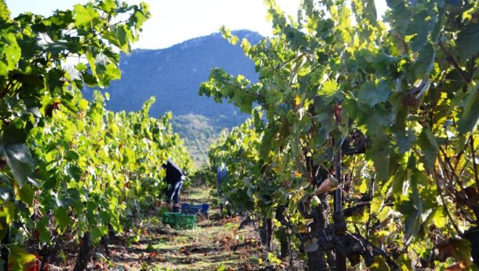 Μέχρι 25/5 οι αιτήσεις για αναδιάρθρωση αμπέλων Μέχρι 25/5 οι αιτήσεις για αναδιάρθρωση αμπέλων