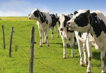Αναγραφή χώρας άλμεξης κι επεξεργασίας γάλακτος ζητάει η Ένωση Φυλή Χολστάιν
