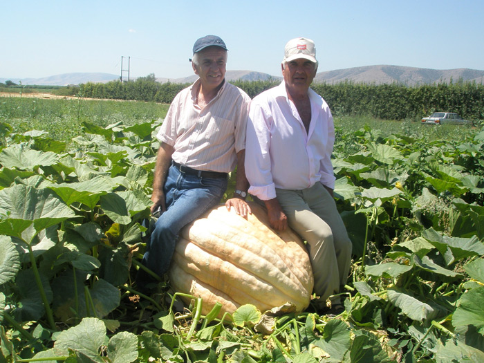 giganties-kolokythes-tis-kalliergoun-gia-pites-kai-chobi-99658