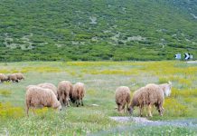 Γιορτή Κτηνοτροφίας στην Δράμα στις 23 και 24 Σεπτεμβρίου