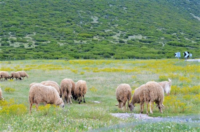 Γιορτή Κτηνοτροφίας στην Δράμα στις 23 και 24 Σεπτεμβρίου