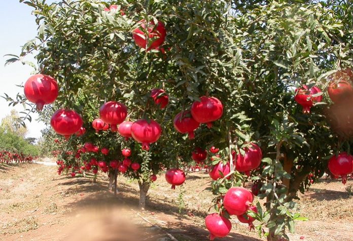 Ρόδι Ερμιονίδας: Ένα βήμα πριν γίνει ΠΟΠ Η έλλειψη νερού το καθηλώνει Ρόδι Ερμιονίδας: Ένα βήμα πριν γίνει ΠΟΠ Η έλλειψη νερού το καθηλώνει
