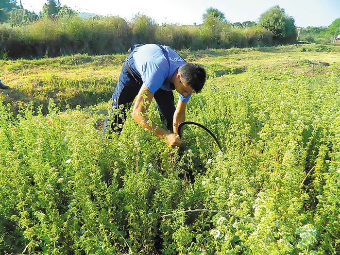orimazei-to-protzekt-ton-evol-kai-seke-sta-aromatika-99330