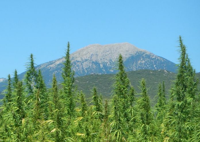 Η πρώτη συγκομιδή βιομηχανικής κάνναβης στην ορεινή Αρκαδία Η πρώτη συγκομιδή βιομηχανικής κάνναβης στην ορεινή Αρκαδία
