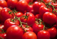 Πρόγραμμα TomRes: Εύρεση νέων ποικιλιών ντομάτας σε συνθήκες πραγματικής παραγωγής