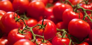 Πρόγραμμα TomRes: Εύρεση νέων ποικιλιών ντομάτας σε συνθήκες πραγματικής παραγωγής