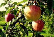 Κινητοποίηση των παραγωγών μήλων Αγιάς στα γραφεία του ΕΛΓΑ στην Αθήνα