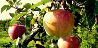 Κινητοποίηση των παραγωγών μήλων Αγιάς στα γραφεία του ΕΛΓΑ στην Αθήνα
