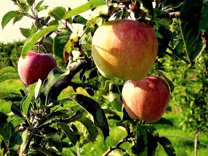 kinitopoiisi paragogon milon agias grafeia elga athina Κινητοποίηση των παραγωγών μήλων Αγιάς στα γραφεία του ΕΛΓΑ στην Αθήνα