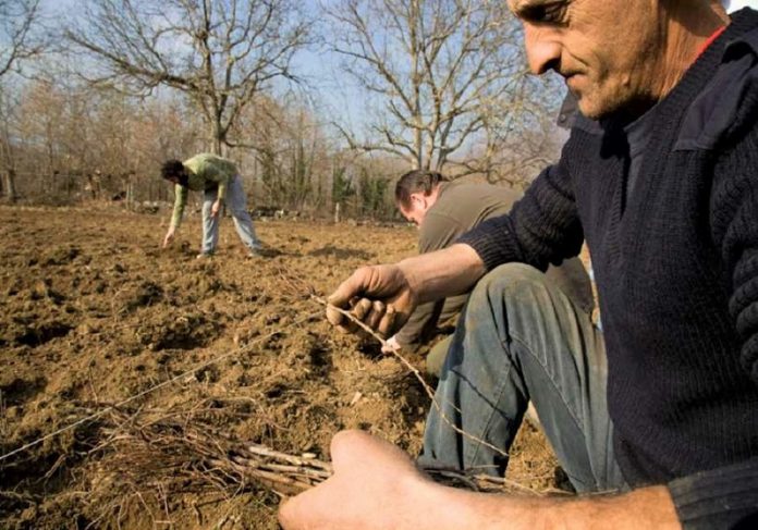 kke min dosete pali psixoula agrotes samothrakis ΚΚΕ: Μη δώσετε πάλι ψίχουλα στους αγρότες της Σαμοθράκης
