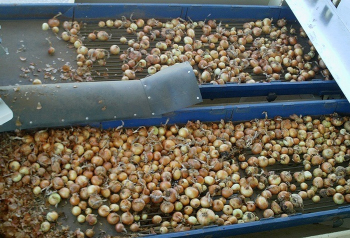 ΤΟ ΚΟΚΚΆΡΙ αποτελεί μια καλλιέργεια χαμηλού ρίσκου και αποδοτική, καθώς το 1 στρέμμα μπορεί να αποφέρει 1.000 ευρώ καθαρό κέρδος και 3 τόνους παραγωγή ΤΟ ΚΟΚΚΆΡΙ αποτελεί μια καλλιέργεια χαμηλού ρίσκου και αποδοτική, καθώς το 1 στρέμμα μπορεί να αποφέρει 1.000 ευρώ καθαρό κέρδος και 3 τόνους παραγωγή