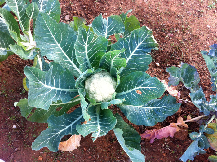 koynoupidi-kalliergeia