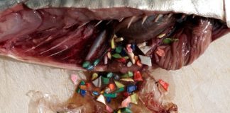 Μελέτη έδειξε ότι τα υπολείμματα πλαστικού ξεγελούν τα ψάρια