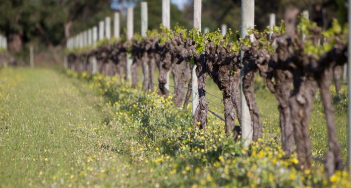 New buds, Voyager Estate