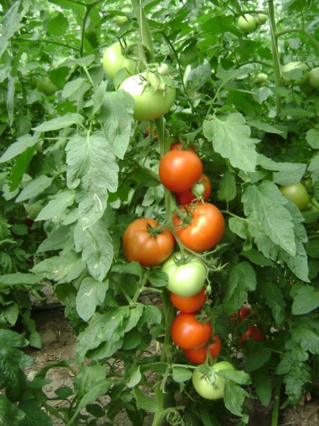 Όψιμη η παραγωγή ντομάτας στους Στρόπωνες Εύβοιας