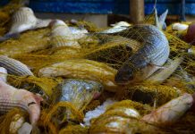 ΠΕ Αττική: Ενέργειες για την προστασία καταναλωτών και την ασφαλή διακίνηση αλιευμάτων