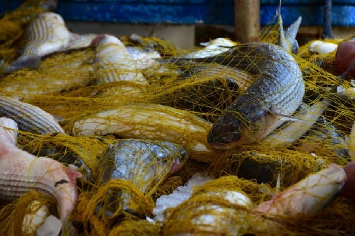 ΠΕ Αττική: Ενέργειες για την προστασία καταναλωτών και την ασφαλή διακίνηση αλιευμάτων