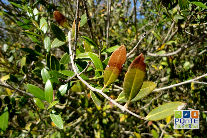 pe kritis odikos xartis energeion antimetopisi xylella ΠΕ Κρήτης: Οδικός Χάρτης Ενεργειών για την αντιμετώπιση της Xylella