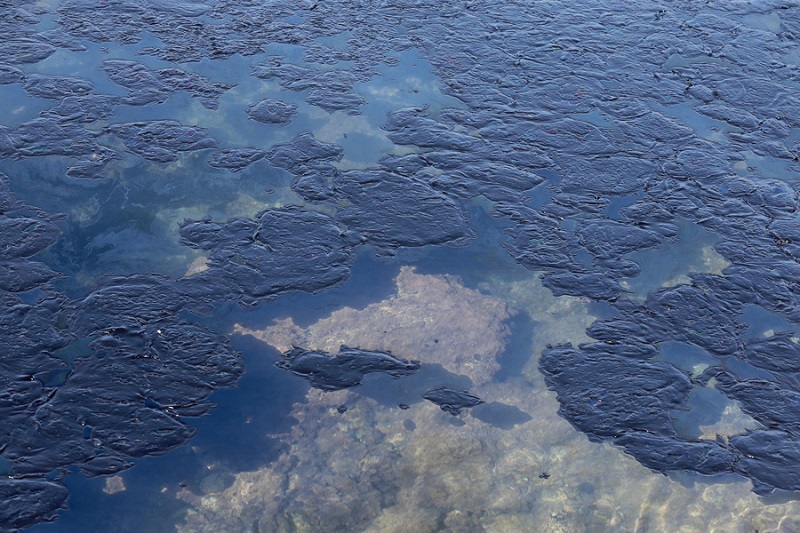 Ο Σαρωνικός εκπέμπει SOS: Καρέ καρέ η μεγάλη οικολογική καταστροφή στη Σαλαμίνα (Βίντεο - Φωτό)