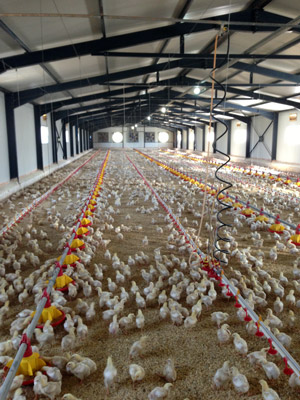 sigxronos-agrotis-ptinotrofia